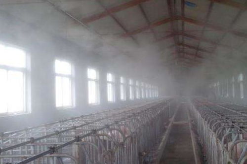 養豬場設備全解析 從豬圈基礎到現代化養殖系統