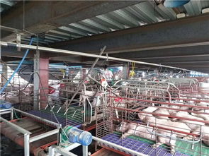 養豬場采暖設備選擇紐恩泰空氣能，為豬場提供冬季采暖服務