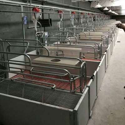 母豬精確飼喂新篇章 智能飼喂站如何革新單體限位欄管理