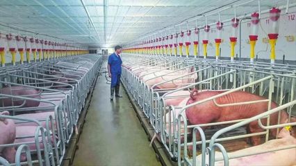 隨縣均川鎮(zhèn) 舞動(dòng)農(nóng)業(yè)“龍頭” 拓寬“共富”之路——聚焦現(xiàn)代化養(yǎng)豬設(shè)備的產(chǎn)業(yè)革新